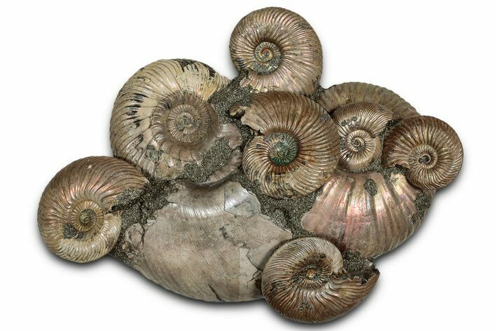 Pyritized Ammonite (Quenstedticeras) Fossil Composite Cluster #334749